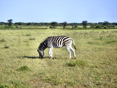Zebra w Khama Rhino Sanctuary