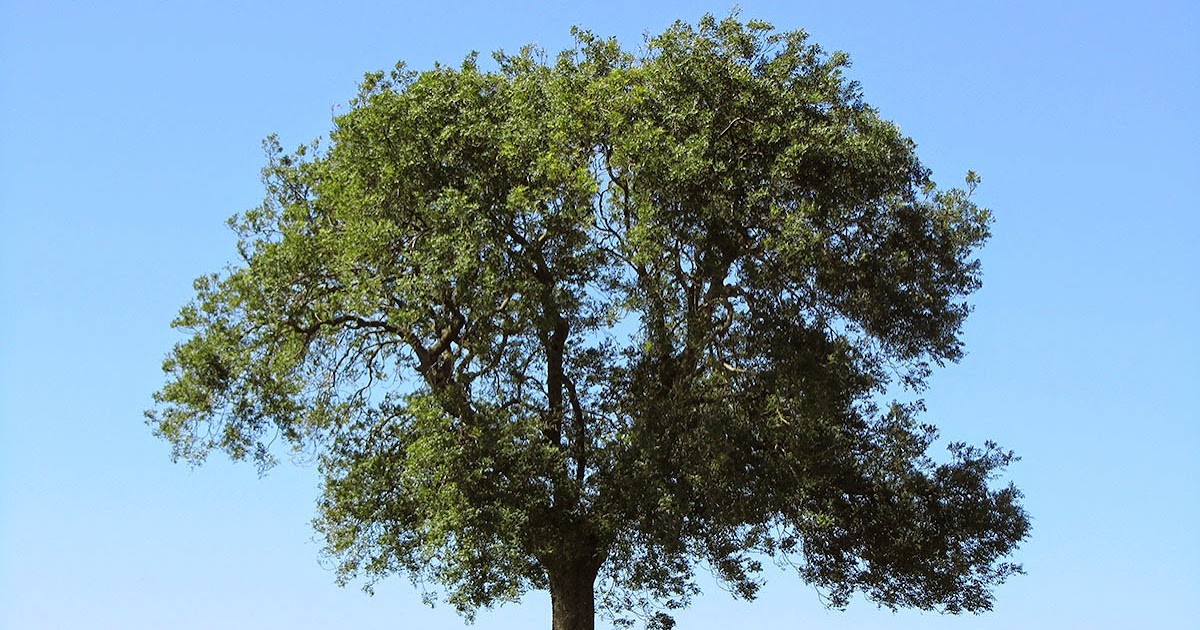 Паркетная доска kahrs люкс ясень воздух air 2420×187×15. Ясеня украина. Ясень сетчатый. Ясень воздух. Картинка дерево торомиро.