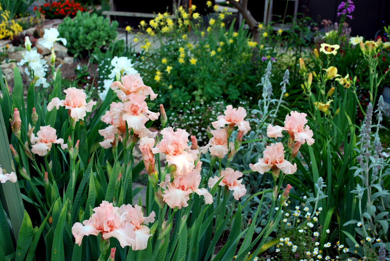 World of irises: heavenly hager irises