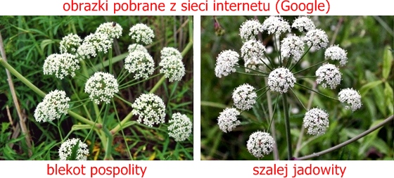 [Obrazek: blekot%2B%252B%2Bszalej%2B%252B%2Bnapisy.jpg]