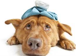 Settlers Urimelig grit Donnas Dyreklinik: Opkastning og diarre hos hund