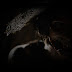 Trailer y sinopsis oficial: The Whistle ►Horror Hazard◄