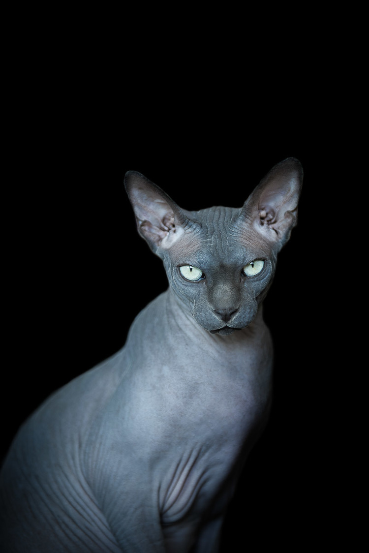 White Wolf Unique beauty of furless Sphynx cats are captured in stunning images