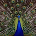 About Peacock In Telugu Information నెమలి ఆసక్తికరమైన విషయాలు thumbnail