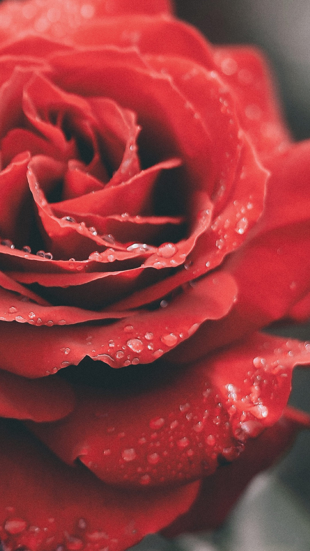 Featured image of post Papel De Parede Rosas Vermelhas Tumblr Red rose flowers dewdrops rosas vermelhas wallpaper