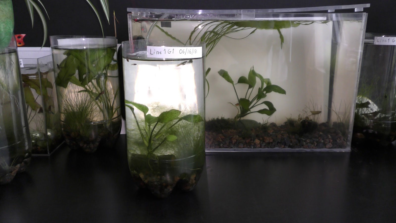 Random Bits Growing Land Plants Underwater