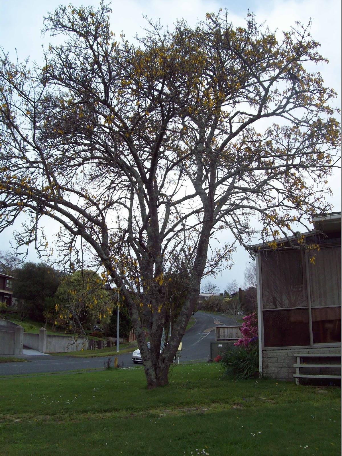 Kowhai Corner Bunnyborough The Kowhai Tree with a Tui on a Branch
