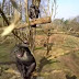 Шимпанзе срещу дрон (видео)
