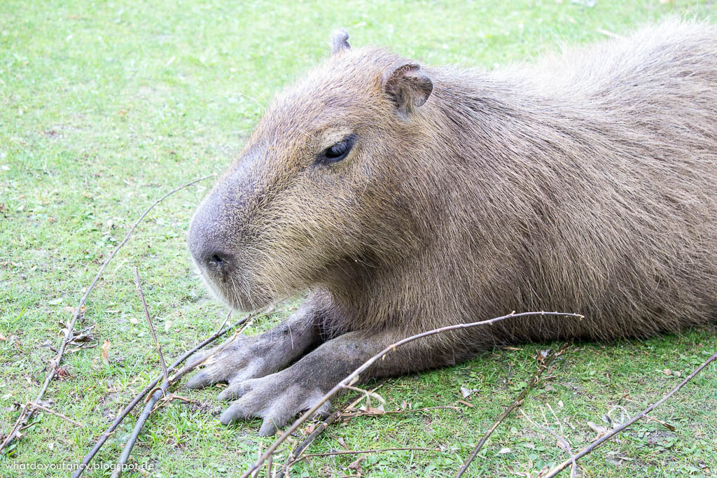 Mein Patentier im Zoo Berlin Elena das Wasserschwein Mein Patentier im Zoo Berlin Elena das Wasserschwein