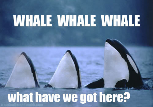 funny-whale-what-have-we-got-here.jpg