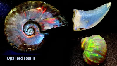 Opalised Fossils