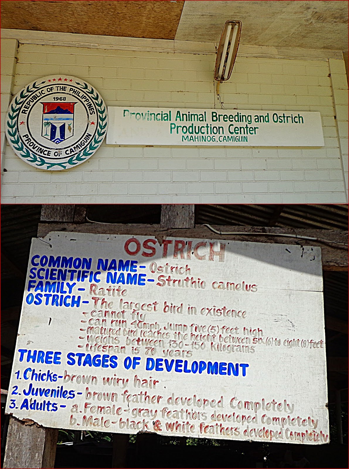 Provincial Breeding & Ostrich Production Center, Camiguin Provincial Breeding & Ostrich Production Center, Camiguin