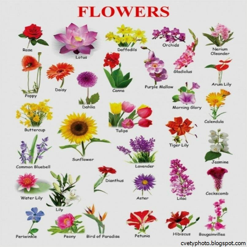 Красивые названия цветов растений. Цветы названия. Название цветочков. Цветы названия с картинками. Название всех цветов растений.