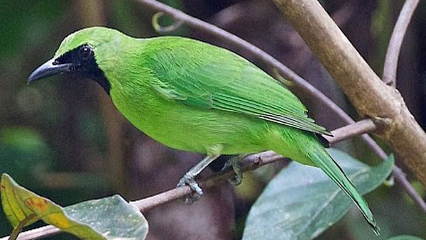 Mp3 Suara Burung Cucak Ijo Gacor Dan Lantang