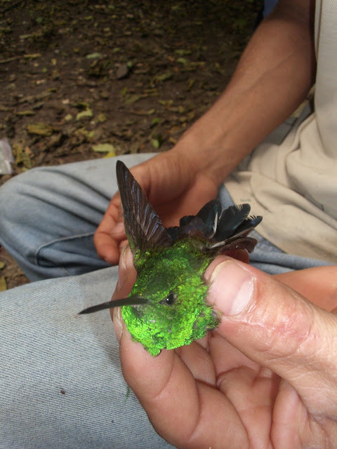 Amazilia cyanura Blue-tailed Hummingbird
