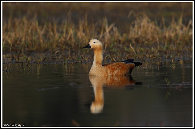 Ruddy Shelduck Ruddy Shelduck