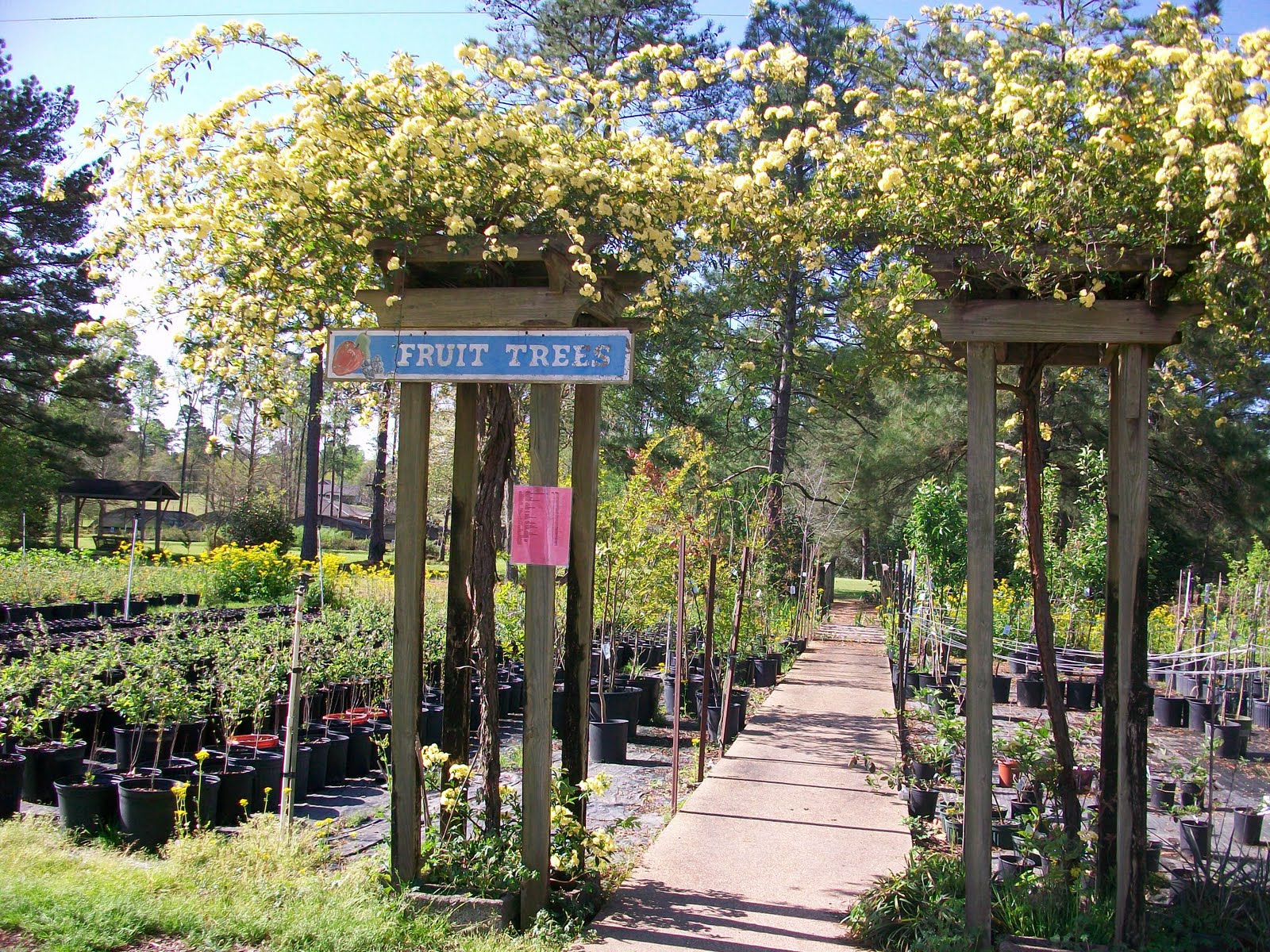 Angie Kay Dilmore Forest Hill, Louisiana A Day at the Nurseries