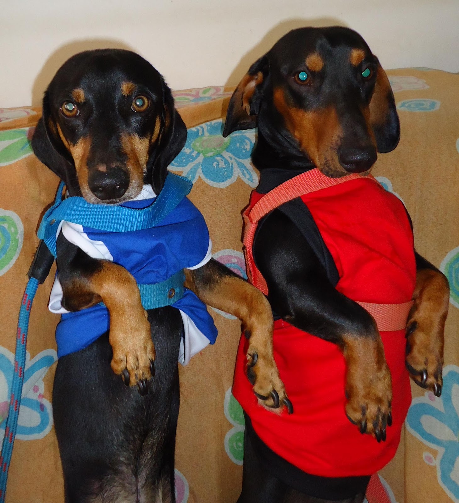 Vê Lima: Quanto mais conheço algumas pessoas mais amo meus cachorros