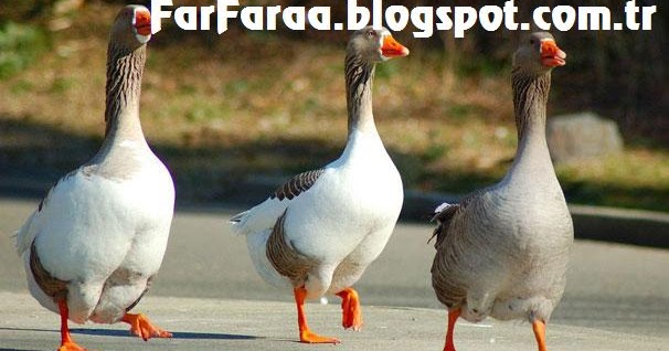 Kaz Etinin kilosu ne kadar? Kaz Etinin kilosu neden yüksek? FarFaraa