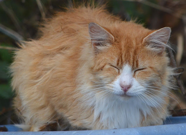 Orange-ginger long hair cat sleeps
