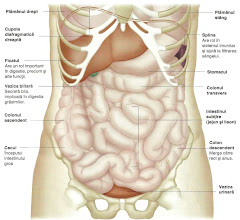 Organele si Sistemele corpului 1