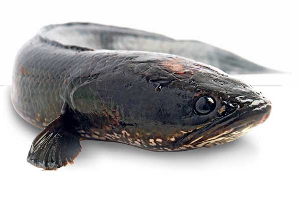 Waktu Aktif Ikan Gabus di Sungai: Kapan Waktu Terbaik Memancing? Waktu Aktif Ikan Gabus di Sungai: Kapan Waktu Terbaik Memancing?