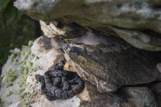 Timber Rattlesnake Juveniles