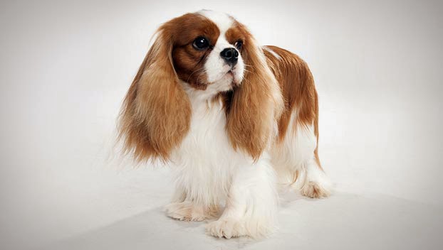 Cavalier spaniel o Cavalier King Charles Spaniel
