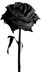 roses blackrose forgetmenot