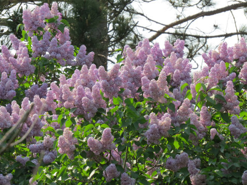 lilacs