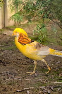 Galeri Foto Yellow Pheasant Terbaru 10 Foto Yellow Pheasant Terbaru Jual Ayam Hias c2b15f3c4a8631559adb7ad348a5cc18 Foto Yellow Pheasant Terbaru Jual Ayam Hias HP : 08564 77 23 888 | BERKUALITAS DAN TERPERCAYA Foto Yellow Pheasant Terbaru Galeri Foto Yellow Pheasant Terbaru