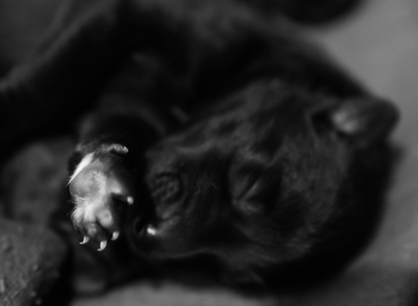 mustavalkoinen valokuva koira belgianpaimenkoira pentu