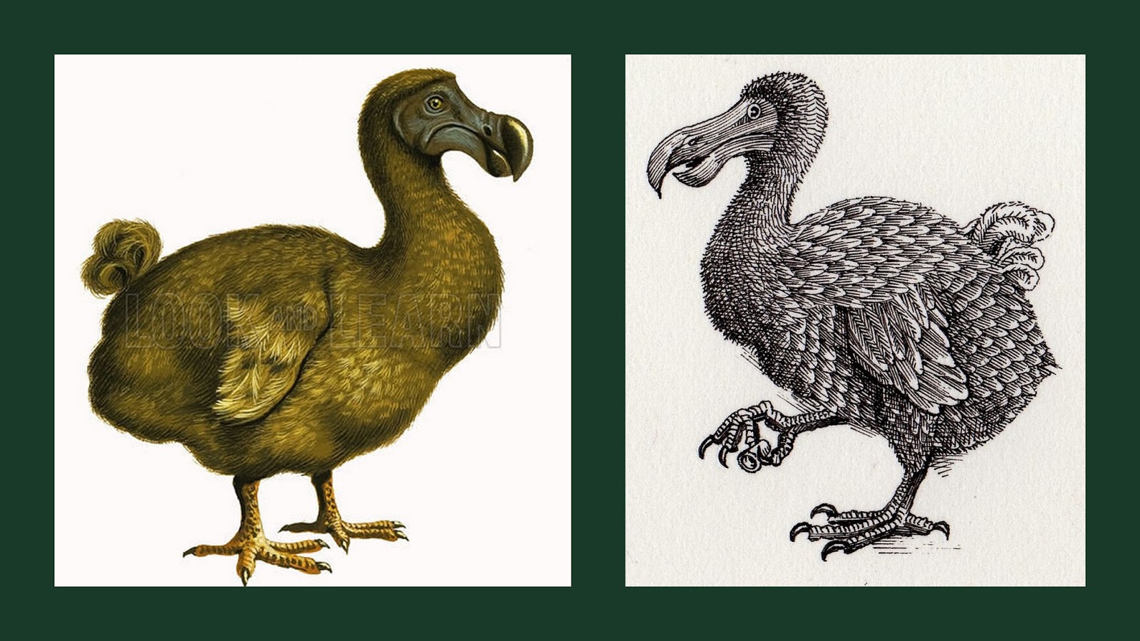 In English, pleaseee... Go the way of the dodo.