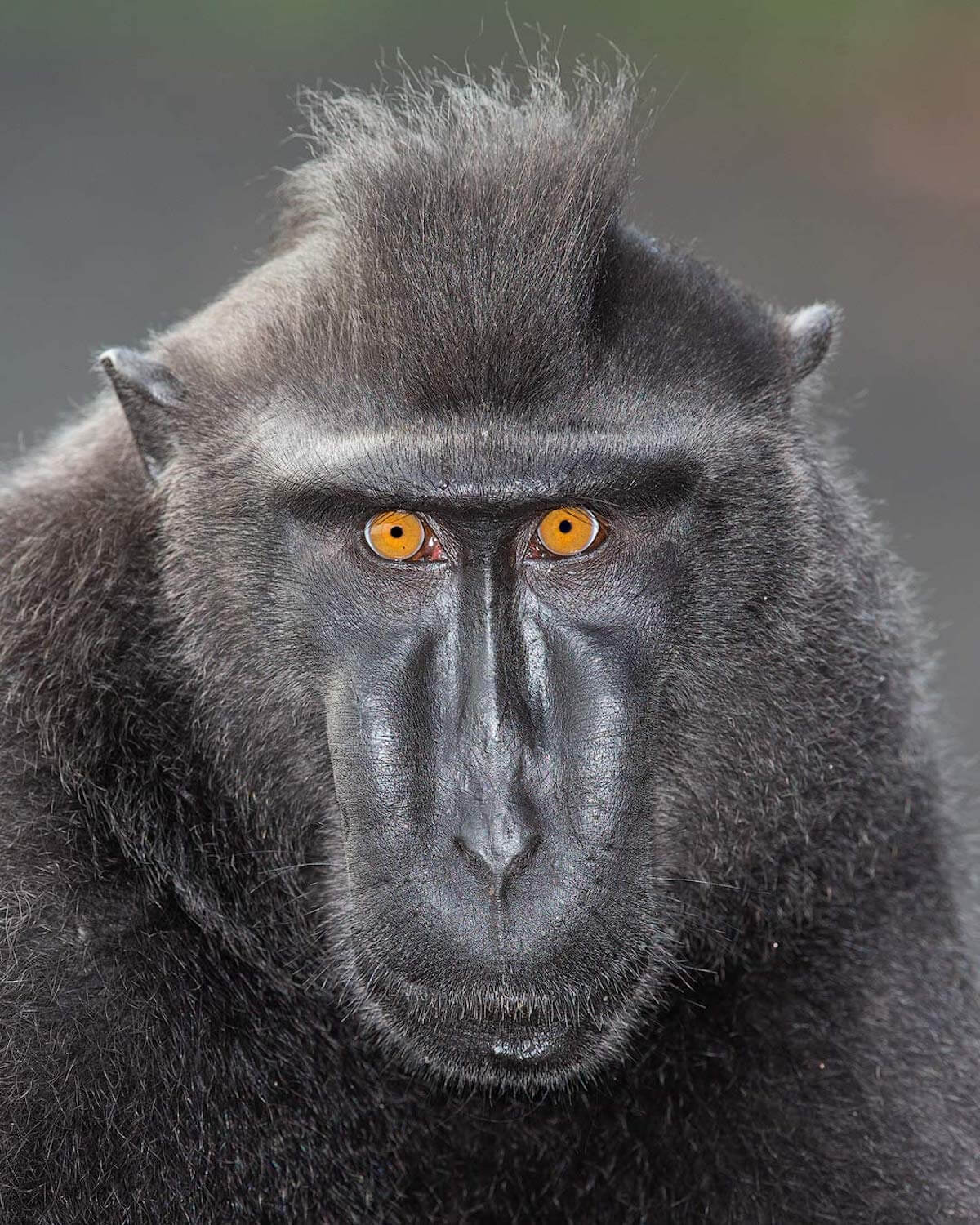 Human-Like Micro-Expressions Of Endangered Animals Across The World (Interview) Human-Like Micro-Expressions Of Endangered Animals Across The World (Interview)