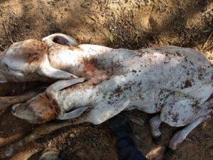 Itiúba: Bezerro de duas cabeças nasce na Fazenda Sitio do Felix Itiúba: Bezerro de duas cabeças nasce na Fazenda Sitio do Felix