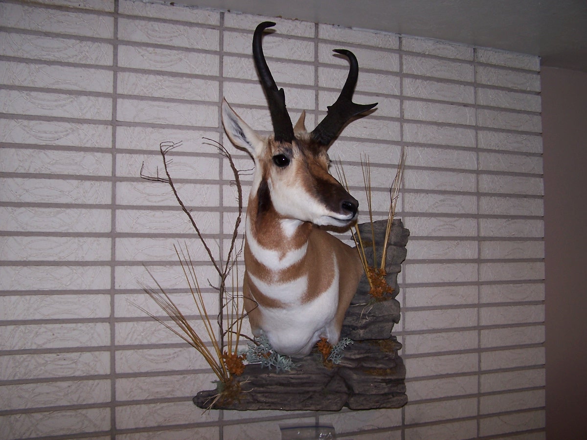 True to Life Taxidermy Antelope Shoulder Mount with Habitat
