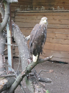 орел в ровенском зоопарке