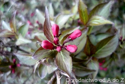 Weigela Junglekey Fr Image 100