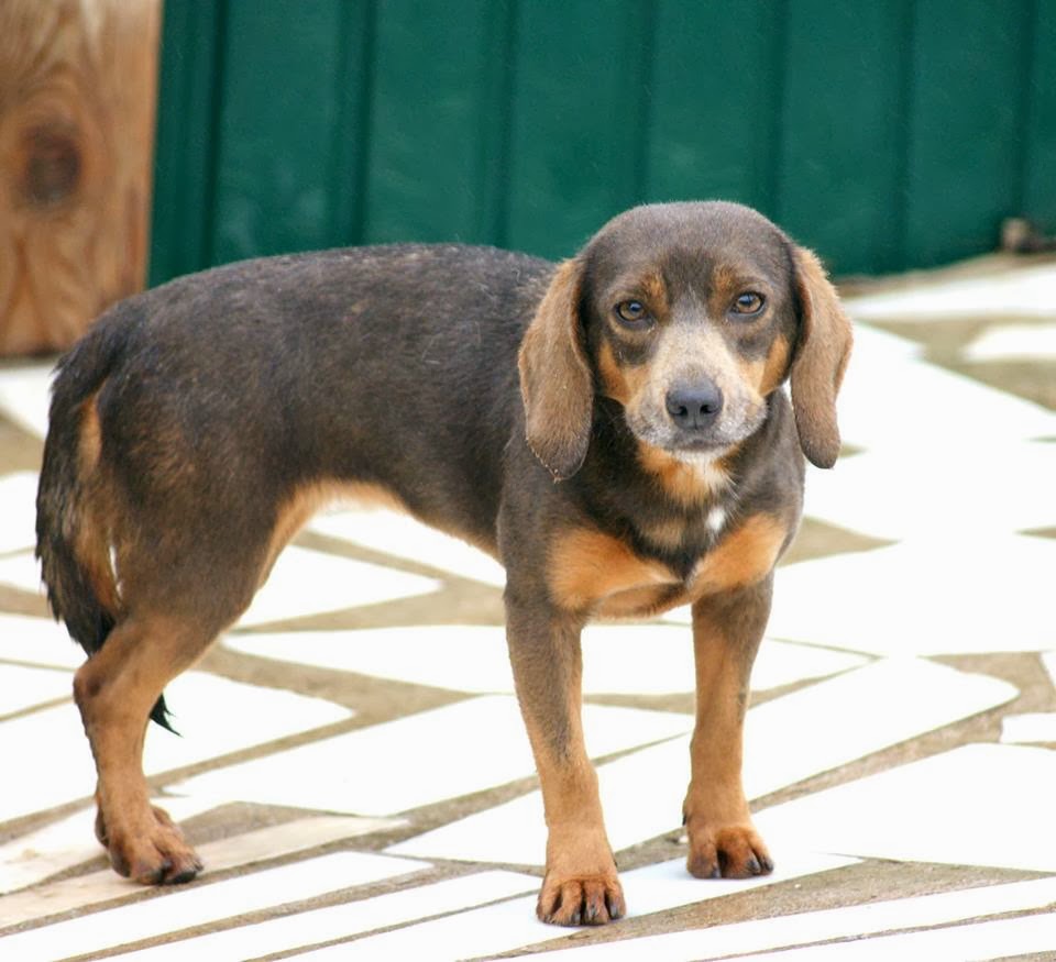 Hunde aus ZentralPortugal adoptieren Bolota