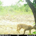 Caracal Cat Spotted At Yankari Game Reserve In Bauchi State
