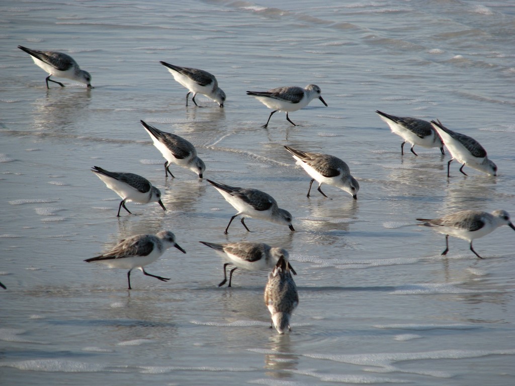 bird in everything florida shore birds identification shore bird identification chart