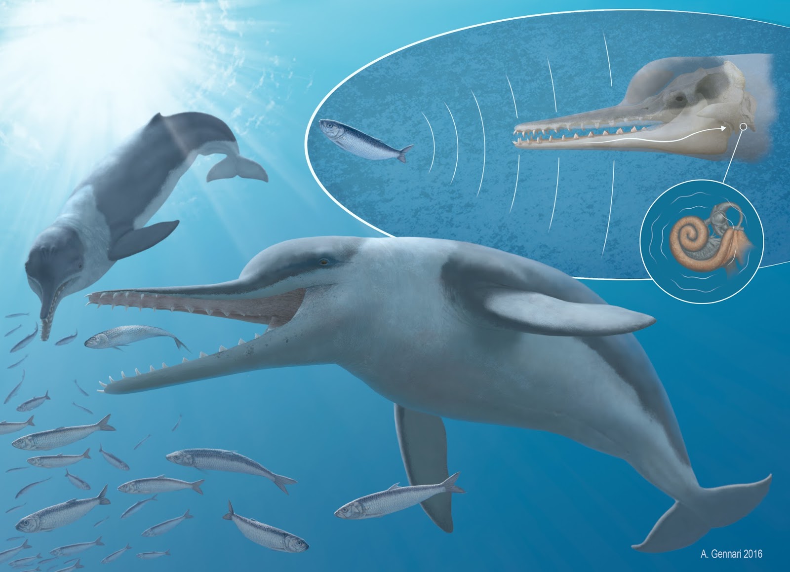 Species New to Science: [PaleoMammalogy • 2016] Echovenator sandersi