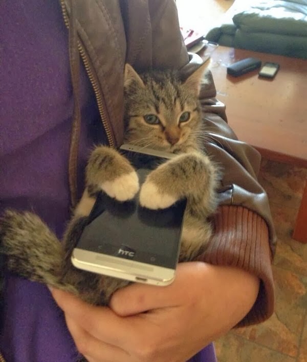 Funny cats - part 83 (40 pics + 10 gifs), cat pics, cat hugs a phone