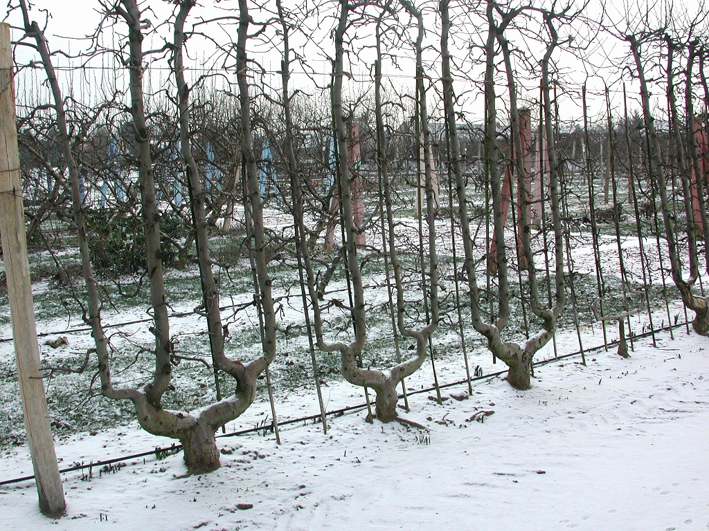 Comment planter les arbres fruitiers ? Conseils de pépiniériste Les de Delbard