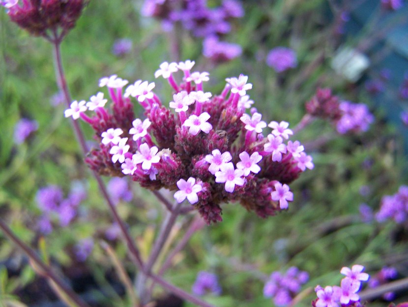 Argentina nativa Verbena (Verbena bonariensis)