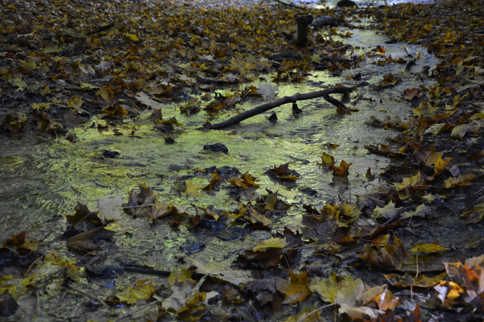 Park Krajobrazowy Dolinki Krakowskie .. Wąwóz Bolechowicki .. Bolechowice