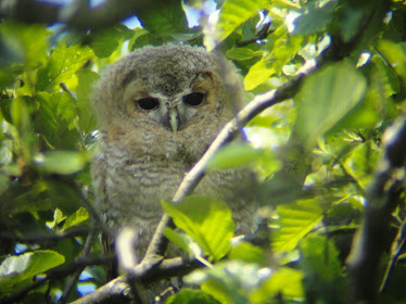 Tawny Owlet