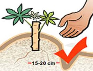 Cassava Planting/Processing on Business Plans and Feasibility Study Cassava Planting/Processing on Business Plans and Feasibility Study