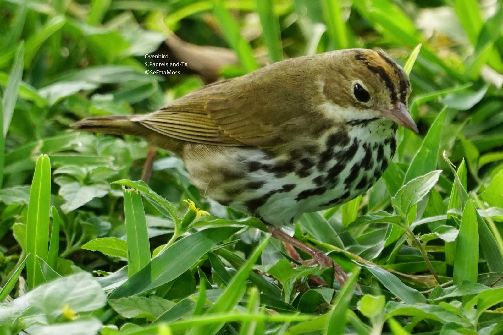 Ovenbird-up close and personal
