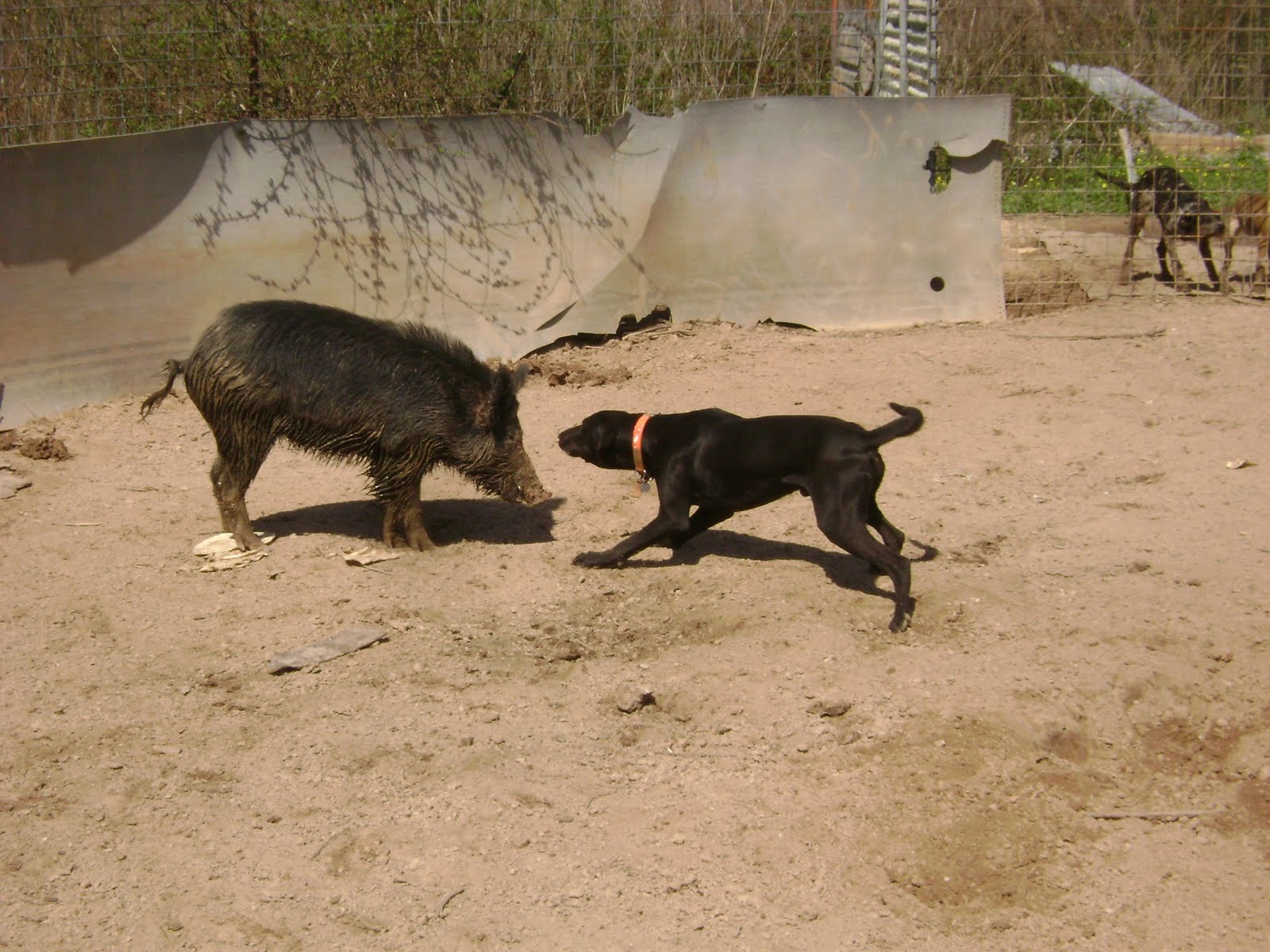 The Catahoula Hog Dog Hog Dog Field Trials Are Doing Great Everywhere